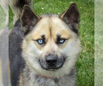 Small German Shepherd Dog-Huskies  Mix