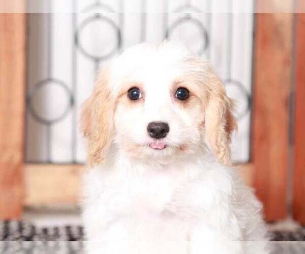 Medium Photo #2 Cavapoo Puppy For Sale in NAPLES, FL, USA
