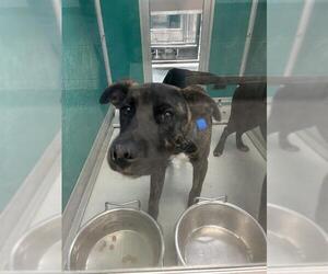 German Shepherd Dog-Unknown Mix Dogs for adoption in Oklahoma City, OK, USA