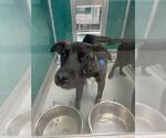 Small German Shepherd Dog Mix