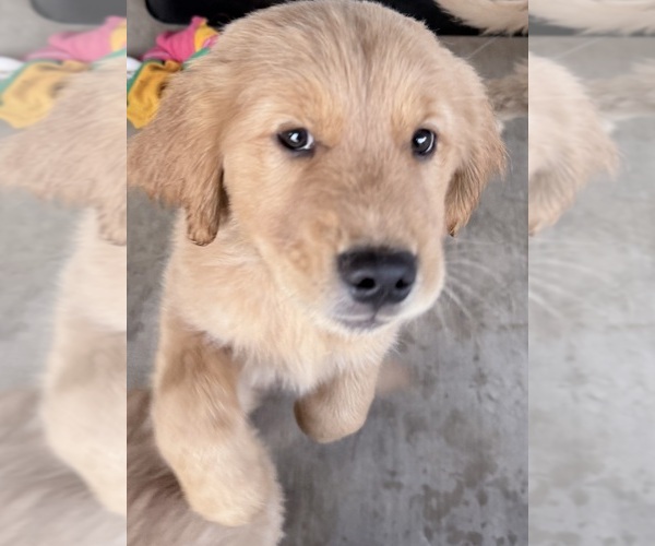 Medium Photo #3 Golden Retriever Puppy For Sale in PORTALES, NM, USA