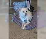 Small #4 Chihuahua Mix