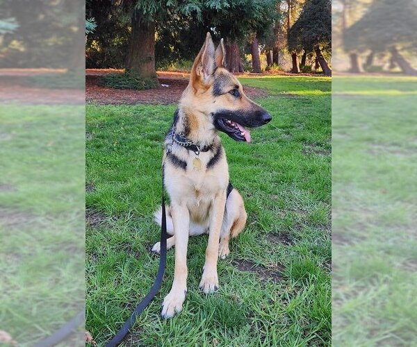 Medium Photo #3 German Shepherd Dog Puppy For Sale in Cupertino, CA, USA