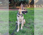Small Photo #3 German Shepherd Dog Puppy For Sale in Cupertino, CA, USA