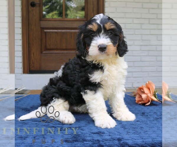 Medium Photo #1 Bernedoodle (Miniature) Puppy For Sale in NARVON, PA, USA