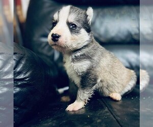 Siberian Husky Puppy for sale in SALEM, OR, USA