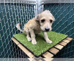 Mutt Dogs for adoption in Downey, CA, USA