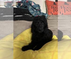 Poodle (Miniature) Puppy for sale in BRAINERD, MN, USA