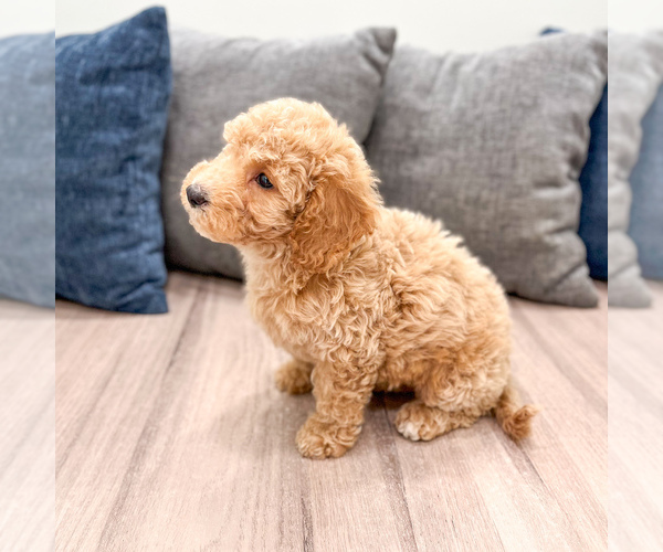 Medium Photo #24 Miniature Labradoodle Puppy For Sale in MILLERSBURG, OH, USA