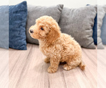 Small #2 Miniature Labradoodle