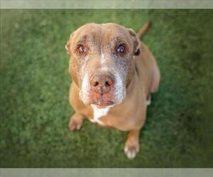 Mutt Dogs for adoption in Las Vegas, NV, USA