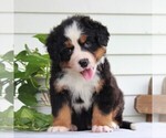 Small Photo #4 Bernese Mountain Dog Puppy For Sale in EAST EARL, PA, USA