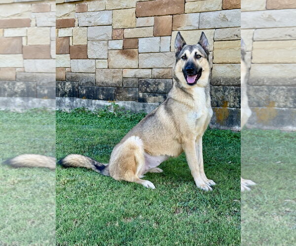 Medium Photo #1 German Shepherd Dog-Unknown Mix Puppy For Sale in PIPE CREEK, TX, USA