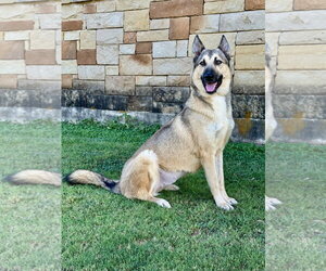 German Shepherd Dog-Unknown Mix Dogs for adoption in PIPE CREEK, TX, USA