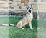 Small German Shepherd Dog Mix