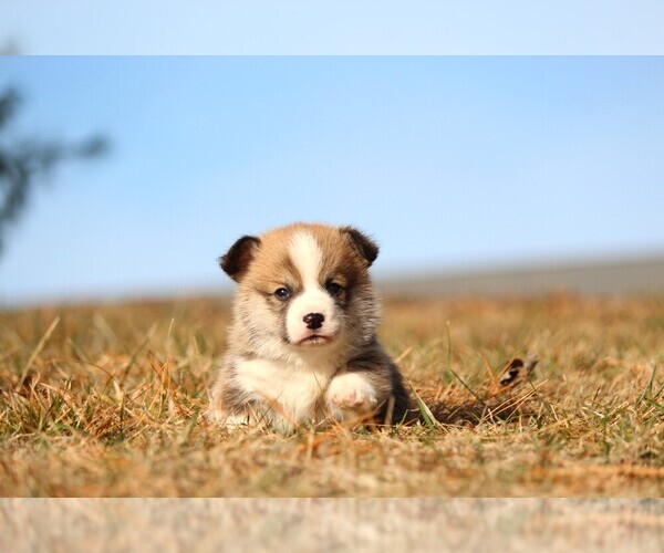Medium Photo #4 Pembroke Welsh Corgi Puppy For Sale in FORT MADISON, IA, USA