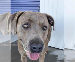 Mutt Dogs for adoption in Bakersfield, CA, USA