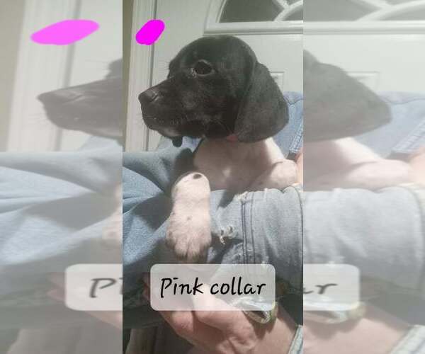 Medium Photo #3 German Shorthaired Pointer Puppy For Sale in RICHMOND, MO, USA