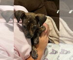 Small #11 Mutt