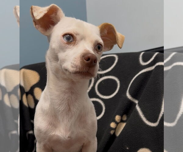 Medium Photo #1 Chiweenie Puppy For Sale in Weston, FL, USA