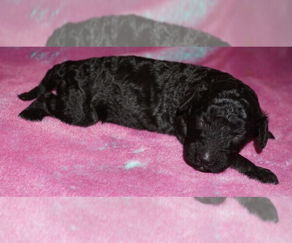 Medium Photo #1 Labradoodle Puppy For Sale in LA HABRA, CA, USA