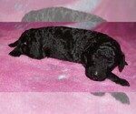 black girl - Female Labradoodle Puppy for Sale - Small photo