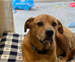 Small #4 Labrador Retriever