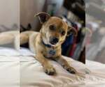 Small #5 Chihuahua Mix