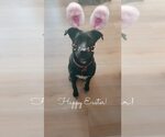 Small #6 Mutt