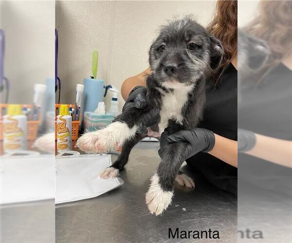 Medium Photo #1 German Wirehaired Pointer Puppy For Sale in Sugar Land, TX, USA