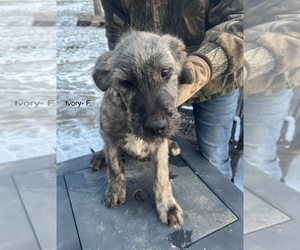 Irish Wolfhound Puppy for sale in DYERSVILLE, IA, USA