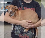 Small #1 Borador