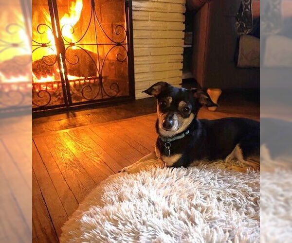 Medium Photo #8 Chiweenie Puppy For Sale in Andover, MN, USA