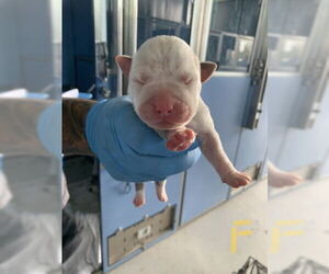 American Pit Bull Terrier Dogs for adoption in San Bernardino, CA, USA