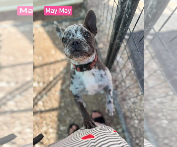 Medium Photo #1 French Bulldog Puppy For Sale in Foristell, MO, USA