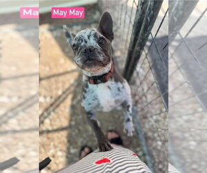 French Bulldog Dogs for adoption in Foristell, MO, USA