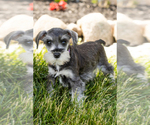 Puppy Sallie Schnauzer (Miniature)