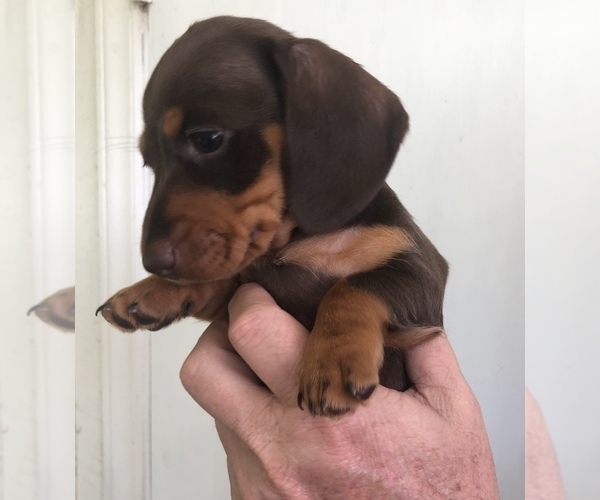 Medium Photo #3 Dachshund Puppy For Sale in CHARLOTTESVILLE, VA, USA