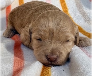 Medium Cavapoo (Miniature)