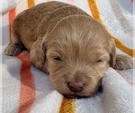 Puppy Puppy 3 Cavapoo (Miniature)