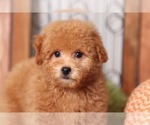 Small Photo #4 Poochon Puppy For Sale in NAPLES, FL, USA