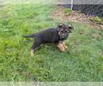 Small #3 German Shepherd Dog