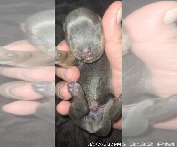 Medium Photo #146 Yorkshire Terrier Puppy For Sale in AKRON, OH, USA