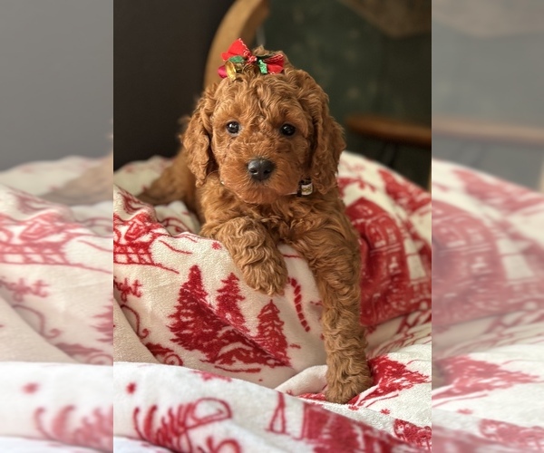 Medium Photo #6 Goldendoodle (Miniature) Puppy For Sale in SAINT MARYS, KS, USA