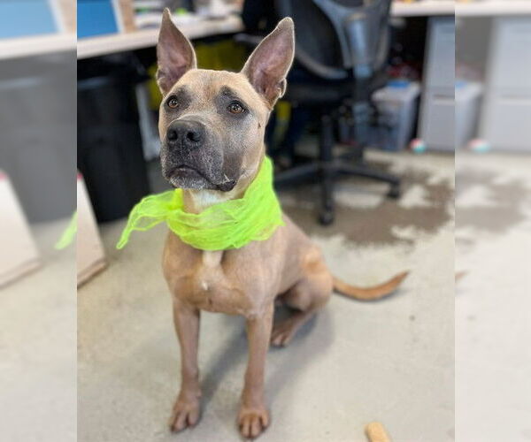 Medium Photo #2 Mutt Puppy For Sale in Stockton, CA, USA