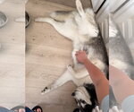 Small #8 Siberian Husky Mix