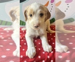 Puppy 4 English Setter-Goldendoodle Mix