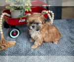 Small #2 Shih Tzu