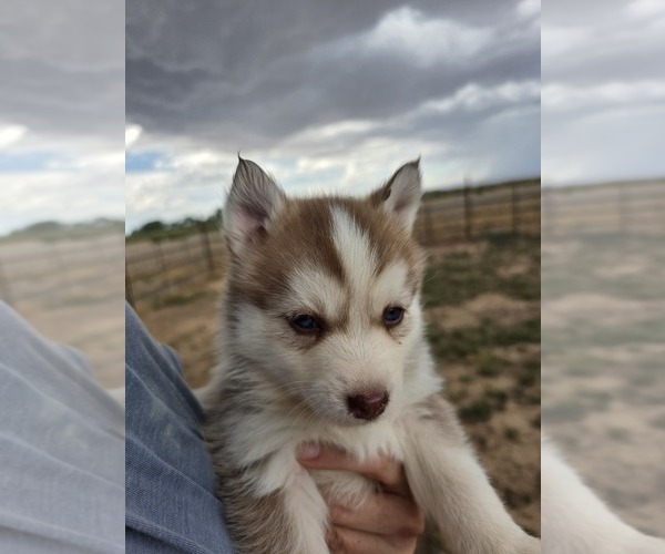 Medium Photo #5 Pomsky Puppy For Sale in CEDAR CITY, UT, USA