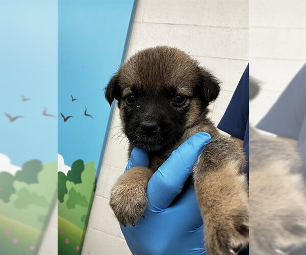 Medium Photo #1 Mutt Puppy For Sale in Waco, TX, USA